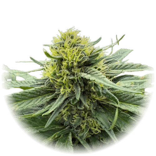 Hublot - (😑Indica)