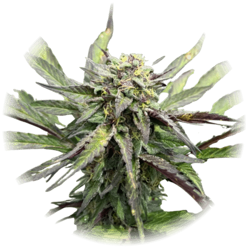Mimosa - (😊Sativa)