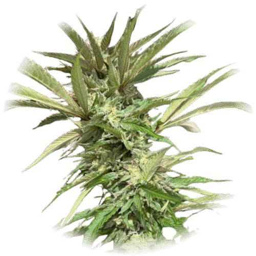 White widow - (😉Híbrida)